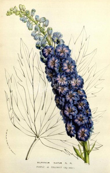 Дельфиниум арт