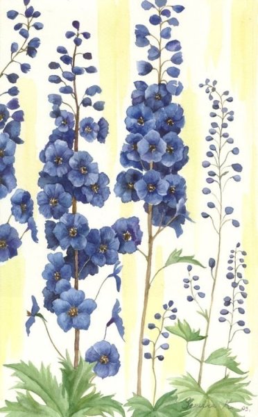 Дельфиниум Ботаническая иллюстрация