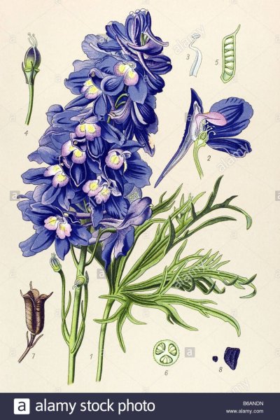 Дельфиниум скетч