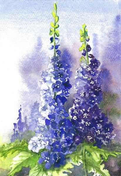 Дельфиниум Ботаническая иллюстрация