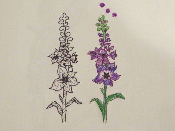 Дельфиниум Ботаническая иллюстрация