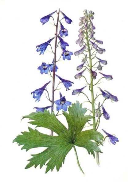 Живокость Уральская раскраска