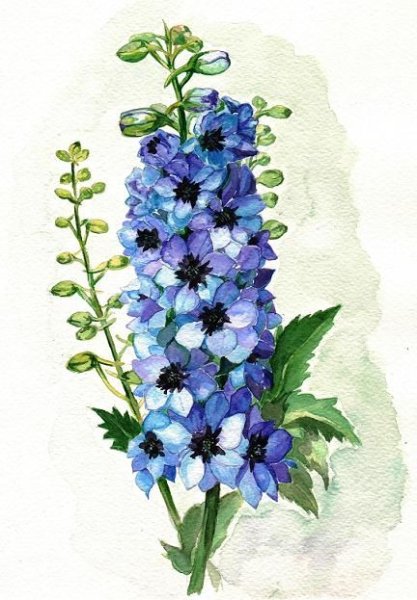 Ботанический дельфиниум