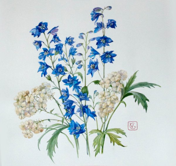 Дельфиниум карандашом