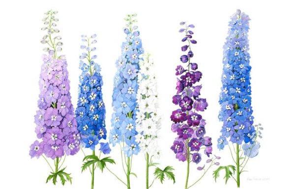 Дельфиниум иллюстрация