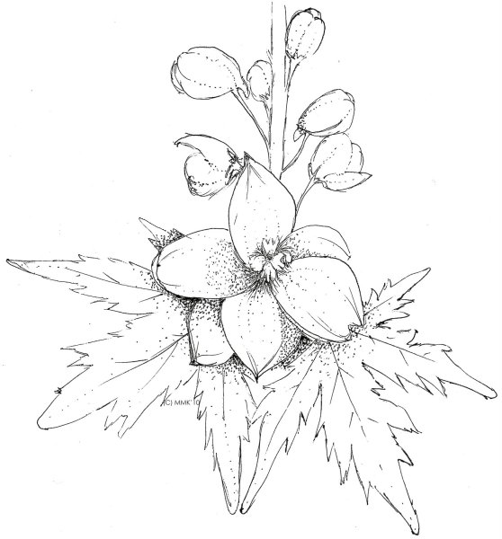 Дельфиниум нарисовать