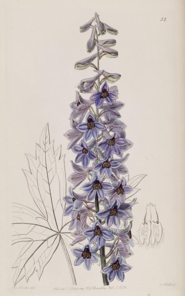 Дельфиниум Ботаническая иллюстрация