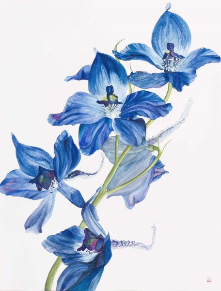 Живокость посевная