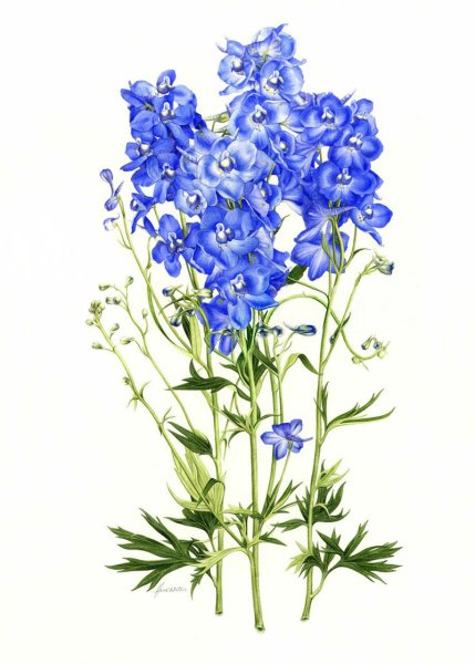 Люпин узколистный рисунок