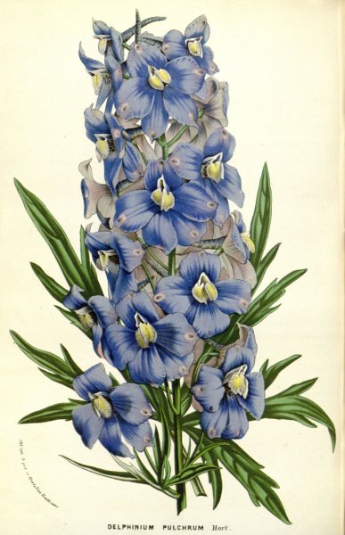 Тату дельфиниума цветка