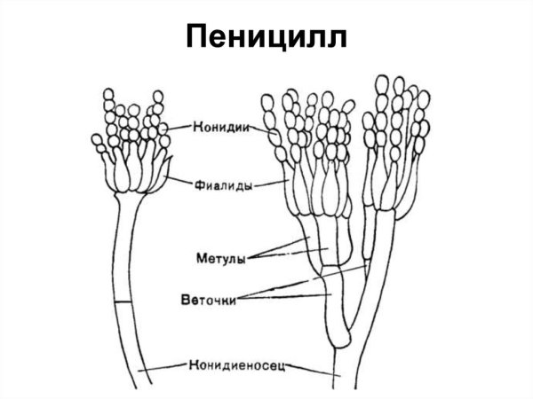 Конидии пеницилла