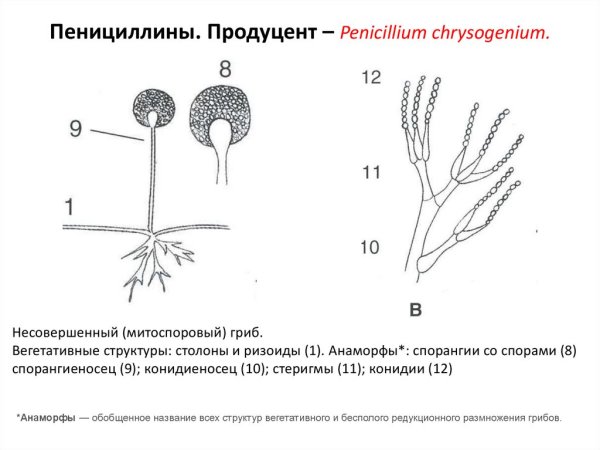 Спорангиеносцы пеницилла