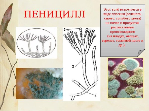 Строение плесени пеницилл