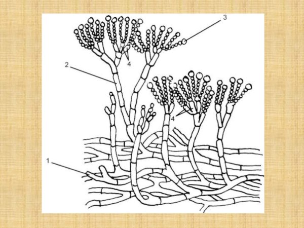 Пенициллин гриб строение