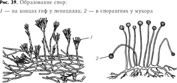 Спорангии на пенициллин