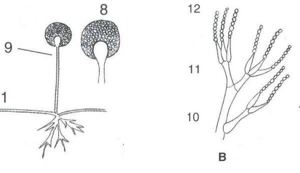 Пенициллин конидиеносец