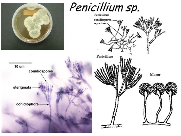 Пеницилл строение микробиология