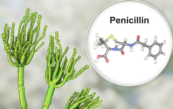 Пенициллин рисунок биология