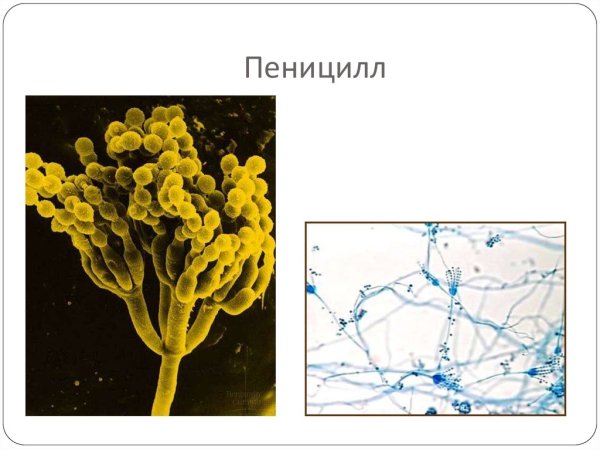 Конидии пеницилла