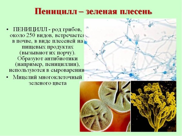 Зеленая плесень пеницилл
