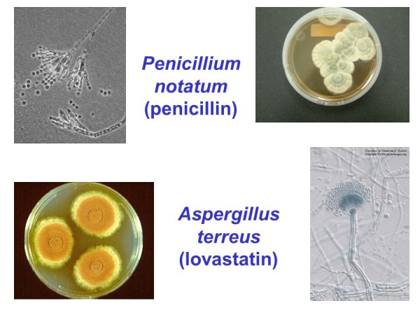 Пенициллин и аспергилл