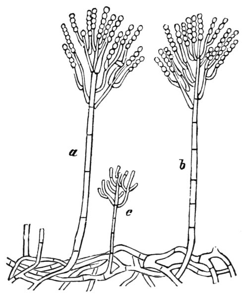 Пенициллин гриб строение
