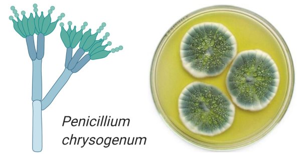 Penicillium chrysogenum конидиеносцы
