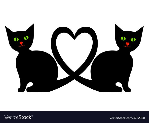 Два кота хвосты сердечком