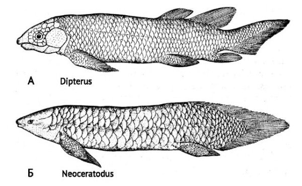 Чешуя двоякодышащих рыб