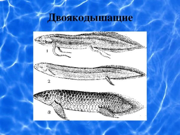 Двоякодышащие рыбы Эра