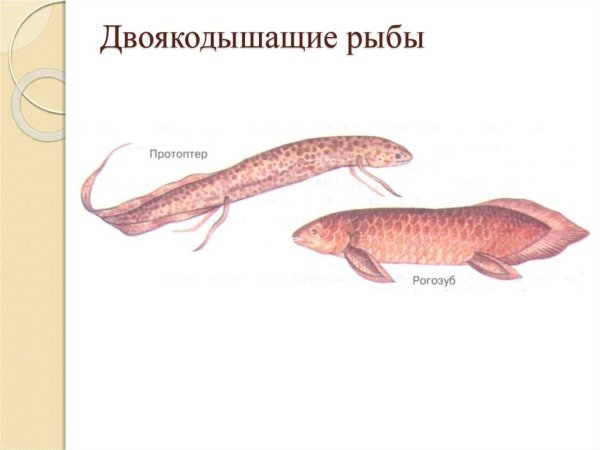 Представители подкласса двоякодышащие