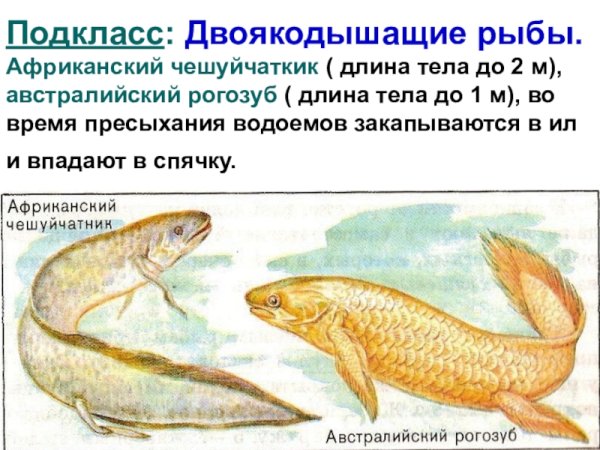 Рогозуб подкласс