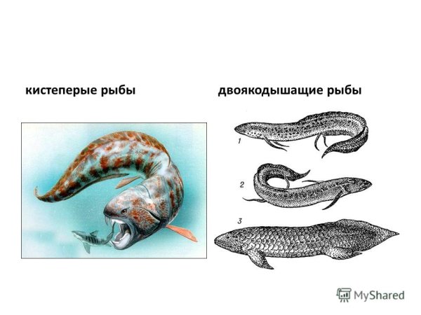 Двоякодышащие на белом фоне
