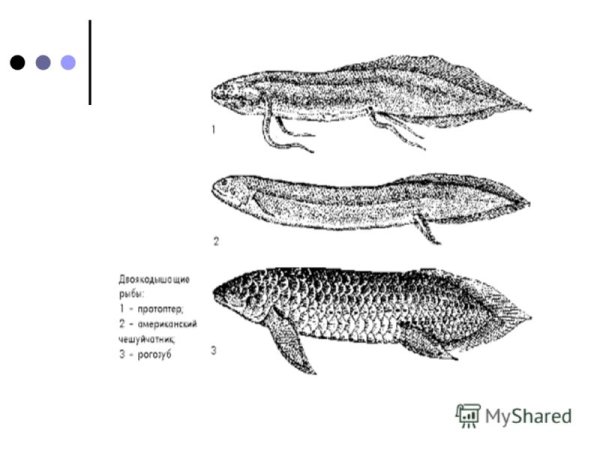 Протоптер рыба