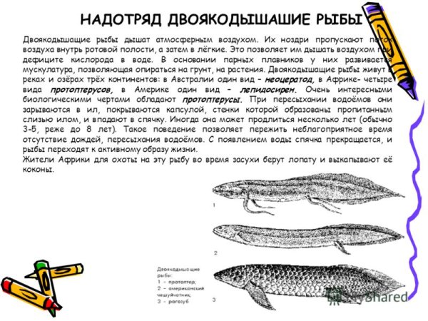 Угорь двоякодышащий