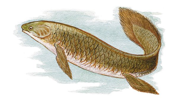 Двоякодышащие рыбы протоптеры в коконе