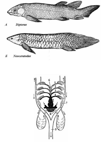 Кистеперые рыбы строение
