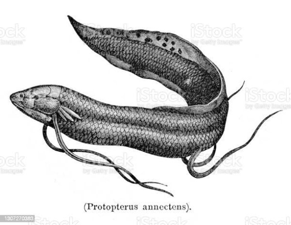 Двоякодышащие рисунок