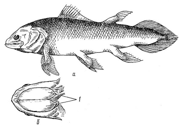 Отряд двоякодышащие рыбы