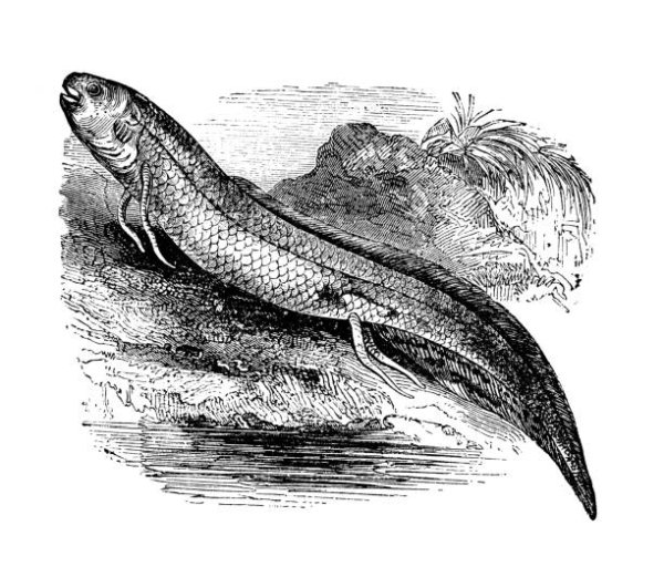 Двоякодышащие рыбы Какаду парк