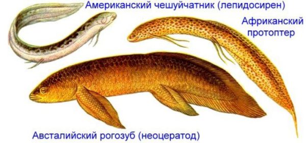 Кистепёрые рыбы скелет