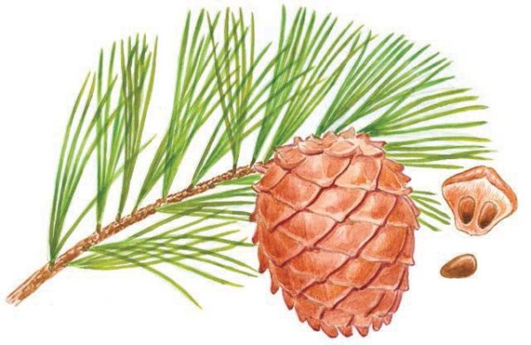 Голосеменные растения рисунок