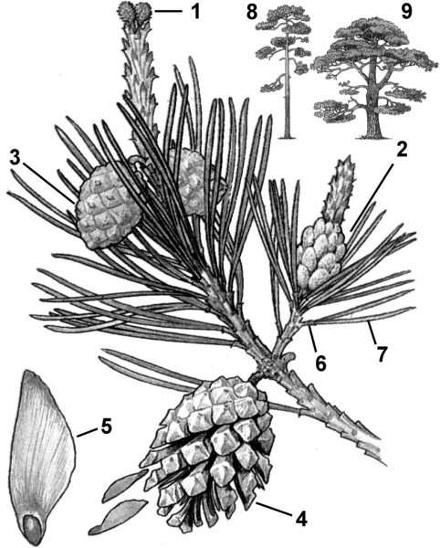 Хвойные Голосеменные сосна обыкновенная