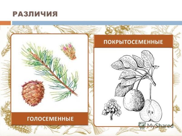 Строение мужской шишки сосны обыкновенной