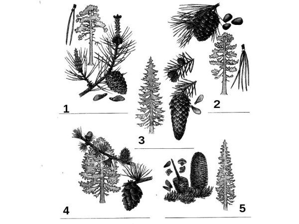 Строение шишки голосеменных растений рисунок