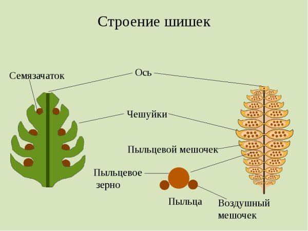 Структура вегетативного органа голосеменного растения