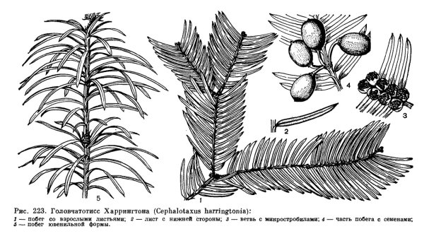 Цикл развития голосеменных сосны