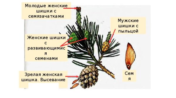 Генеративные органы голосеменных