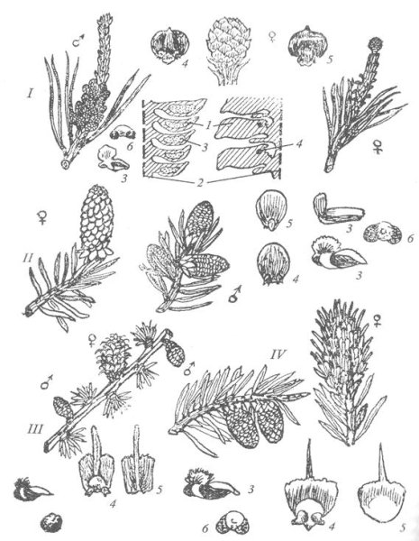 Размножение голосеменных хвойных