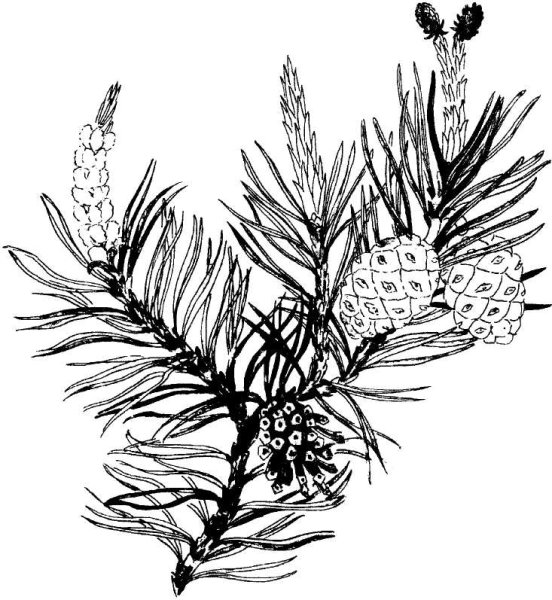 Строение женской шишки сосны обыкновенной